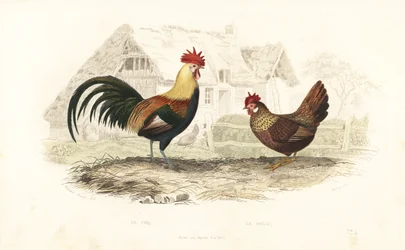 Gallo e gallina, Phasianus gallus