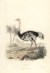 Struzzo comune, Struthio camelus