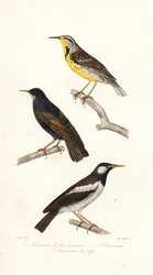 Allodola orientale, storno e myna pied