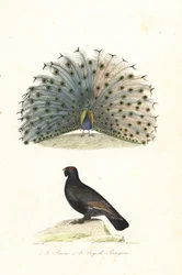 Pavone indiano e gallo cedrone occidentale