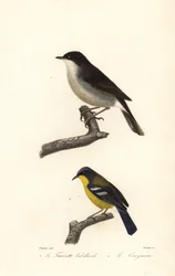 Sterpazzola minore e parula gola gialla