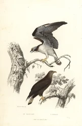 Falco pescatore e aquila di mare.