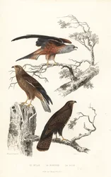 Nibbio reale, falco pecchiaiolo e poiana comune