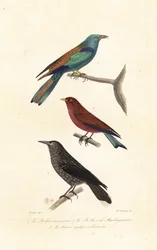 Ghiandaie marine e nocciolaia