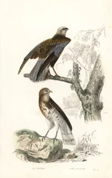 Falco di palude occidentale e aquila dei serpenti a dita corte