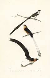 Uccelli Whydah