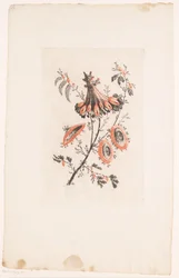 Fiori a forma di parasole