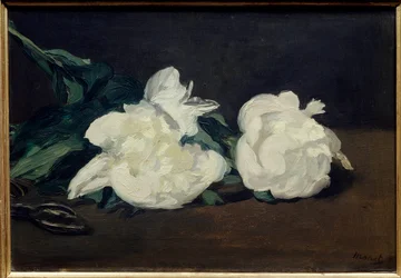 Ramo di peonie bianche e cesoie