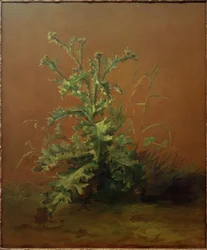 Il cardo