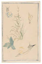 Schizzi di lumache, pianta fiorita, 1864-68