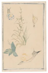 Schizzi di lumache, piante in fiore