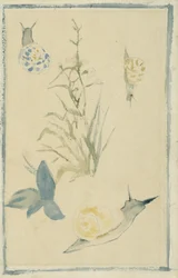 Schizzi di lumache, pianta fiorita, c.1880