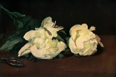 Peonie bianche, 1864