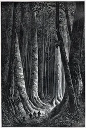 Foresta della Guyana francese, disegno di Riou, Le Tour du Monde, 2° sem. 1879