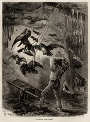 Caccia ai gufi rifugiati nella chiesa di Sarayacu (Perù), disegno di Riou, per illustrare il viaggio di Paul Marcoy dall