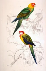 1. Pappagallo a testa gialla. 2. Pappagallo multicolore