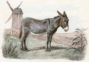 Asino da 