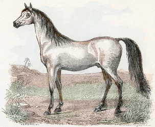 Cavallo - 