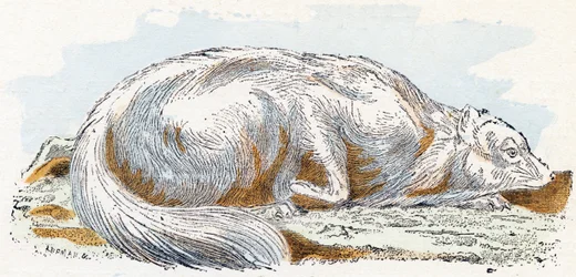 Isatis (volpe polare o artica) - "Alfabeto illustrato degli animali" XIX secolo (incisione)
