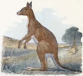 Canguro - 
