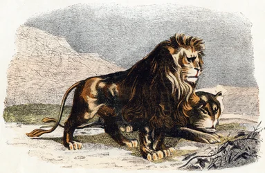 Leone e leonessa - 