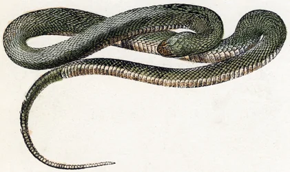 Naja (serpente) - "L