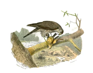 Tavola di storia naturale: Tavola zoologica che rappresenta gli uccelli rapaci notturni. Il falco. Tavola tratta dai nove volumi sugli uccelli in "Opere complete di Buffon" scritte dal naturalista Georges Louis Leclerc, Conte di Buffon (1707-1788)