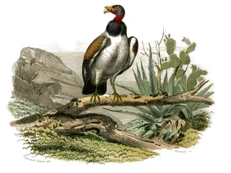 Tavola di storia naturale: Tavola zoologica che rappresenta uccelli rapaci notturni. Il piccolo avvoltoio. Tavola tratta dai nove volumi sugli uccelli in "Opere complete di Buffon" scritte dal naturalista Georges Louis Leclerc, Conte di Buffon (1707-1788) 