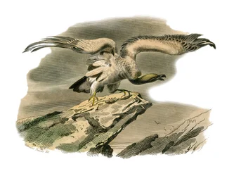 Tavola di storia naturale: Tavola zoologica che rappresenta uccelli rapaci notturni. Il percnoptere. Tavola tratta dai nove volumi sugli uccelli in "Opere complete di Buffon" scritte dal naturalista Georges Louis Leclerc, Conte di Buffon (1707-1788) tra il