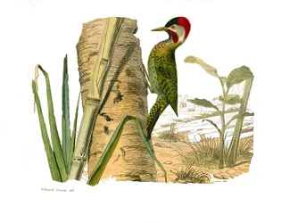 Storia naturale: Tavola zoologica rappresentante arrampicatori. Picchio striato di Cayenne. Tavola tratta dai nove volumi sugli uccelli in 