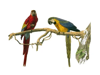 Tavola di storia naturale: Tavola zoologica che rappresenta arrampicatori. Ara rossa e ara blu. Piatto tratto dai nove volumi sugli uccelli in "Opere complete di Buffon" scritte dal naturalista Georges Louis Leclerc, Conte di Buffon