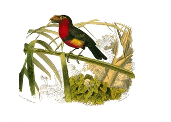 Tavola di storia naturale: Tavola zoologica che rappresenta gli arrampicatori. Il barbican. Tavola tratta dai nove volumi sugli uccelli in 