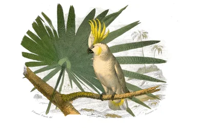 Tavola di storia naturale: Tavola zoologica che rappresenta i rampicanti. Il cacatua ha la cresta gialla. Tavola tratta dai nove volumi sugli uccelli in "Opere complete di Buffon" scritte dal naturalista Georges Louis Leclerc, Conte di Buffon (1707-1788)