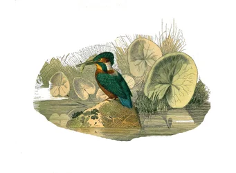 Tavola di storia naturale: Tavola zoologica che rappresenta passeriformi sindattili (con due o più dita unite). Il martin pescatore. Tavola tratta dai nove volumi sugli uccelli in "Opere complete di Buffon" scritte dal naturalista Georges Louis Leclerc