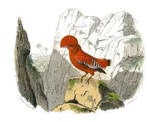 Tavola di Storia Naturale: Tavola zoologica che rappresenta passeriformi dentirostri (con echancre). Il gallo. Tavola tratta dai nove volumi sugli uccelli in “Opere complete di Buffon” scritte dal naturalista Georges Louis Leclerc, Conte di Buffon (1707-17