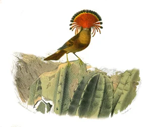 Tavola di storia naturale: Tavola zoologica che rappresenta passeriformi dentirostri (con becco seghettato). Re delle mosche. Tavola tratta dai nove volumi sugli uccelli in "Opere complete di Buffon" scritte dal naturalista Georges Louis Leclerc, conte di 