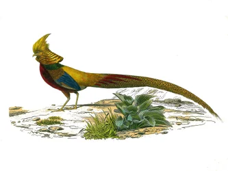 Tavola di storia naturale: Tavola zoologica che rappresenta i gallinacei: il fagiano dorato cinese. Tavola tratta dai nove volumi sugli uccelli in "Opere complete di Buffon" scritte dal naturalista Georges Louis Leclerc, Conte di Buffon (1707-1788)