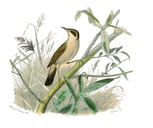 Tavola di storia naturale: Tavola zoologica che rappresenta passeriformi con becco conico. Il cardellino. Tavola tratta dai nove volumi sugli uccelli in "Opere complete di Buffon" scritte dal naturalista Georges Louis Leclerc, Conte di Buffon (1707-1788)