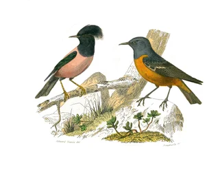 Storia naturale: Tavola zoologica rappresentante passeriformi conirostri