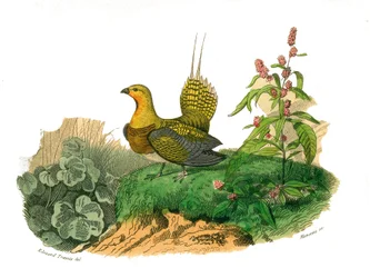 Storia naturale: Tavola zoologica rappresentante gallinacei: ganga. Tavola tratta dai nove volumi sugli uccelli in 