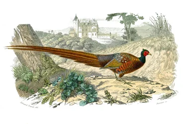 Tavola zoologica rappresentante gallinacei: fagiano. Illustrazione tratta dai nove volumi sugli uccelli in 
