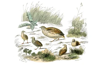 Tavola di storia naturale: Tavola zoologica che rappresenta i gallinacei: quaglia. Tavola tratta dai nove volumi sugli uccelli in "Opere complete di Buffon" scritte dal naturalista Georges Louis Leclerc, Conte di Buffon (1707-1788)