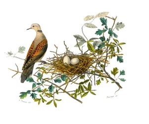 Tavola di storia naturale: Tavola zoologica che rappresenta gallinacei: la colomba vicino al suo nido. Tavola tratta dai nove volumi sugli uccelli in "Opere complete di Buffon" scritte dal naturalista Georges Louis Leclerc, Conte di Buffon (1707-1788) tra 