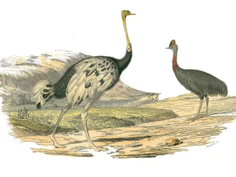 Tavola di storia naturale: Tavola zoologica che rappresenta i trampolieri: struzzo e casuario. Tavola tratta dai nove volumi sugli uccelli in 