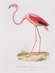 Phenicopterus americanus (Flamenco) inciso da Fournier, pub. da Bougeard