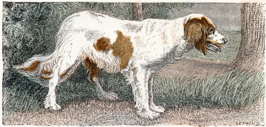 Spaniel (cane) - 