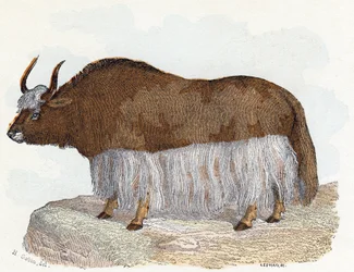 Yak - «L