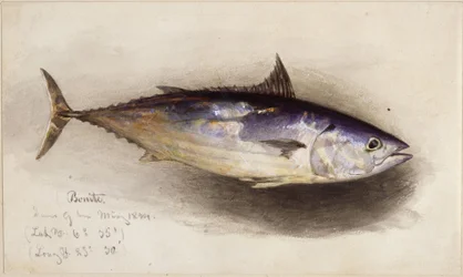 Studio di pesce (tonno bonito)
