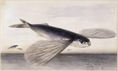 Studi di pesci (pesce volante)