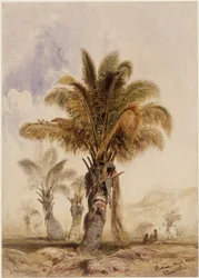 Palme da cocco a Bahia